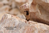 WildLife Photos of Birds, Crows, Starlings & others, Rose-colored Starling, Sturnus roseus